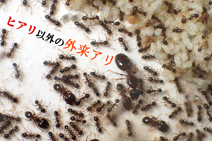 ヒアリ以外の外来アリ
